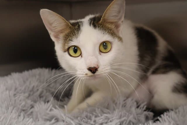 Unknown - Domestic Short Hair