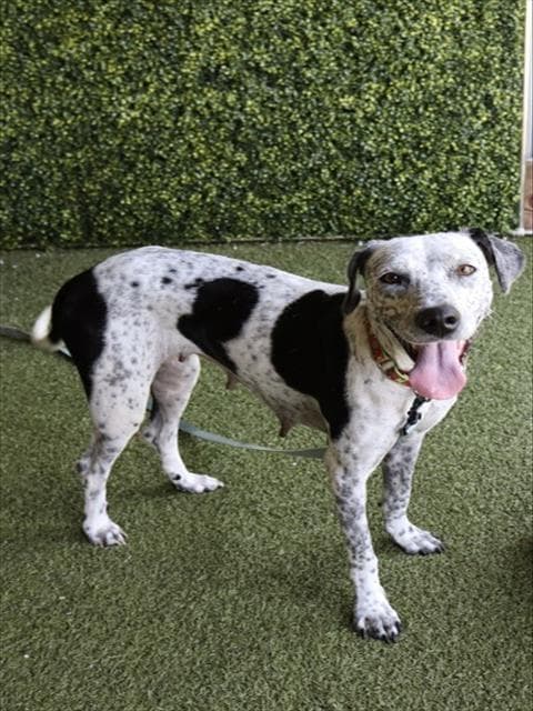 Perdita - Catahoula Leopard Dog