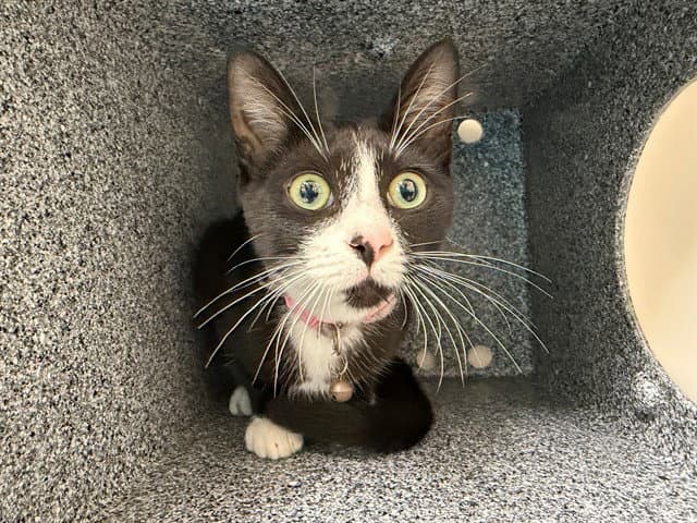 Unknown - Domestic Short Hair