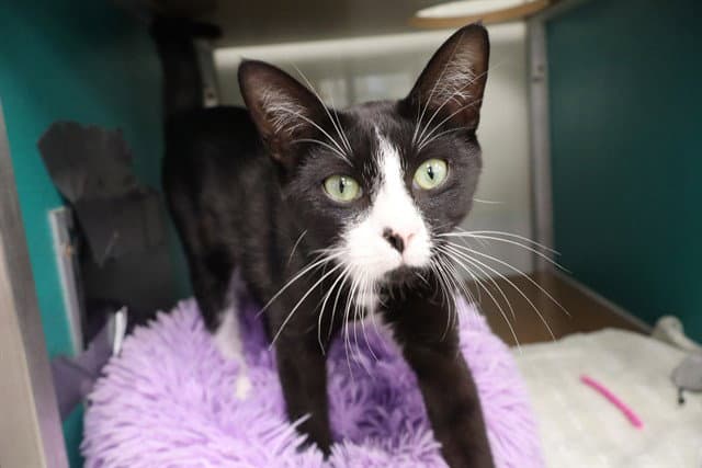 Unknown - Domestic Short Hair