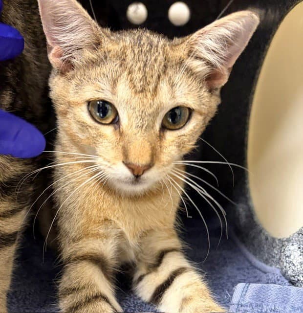 Unknown - Domestic Short Hair