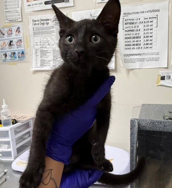 Unknown - Domestic Short Hair