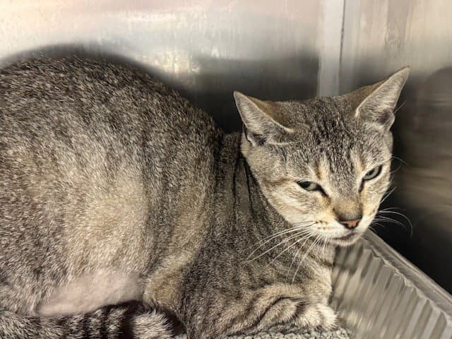 Dee Dee - Domestic Short Hair