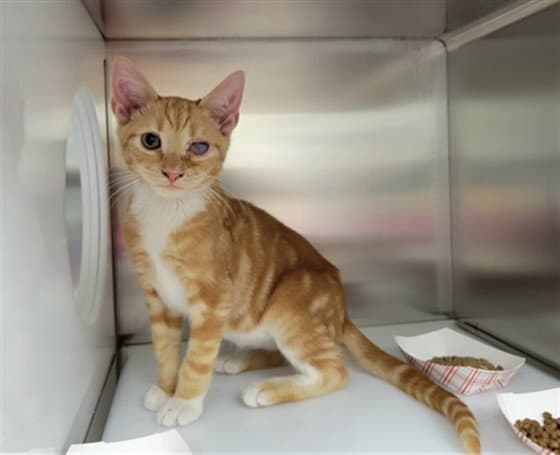 Baklava - Domestic Short Hair