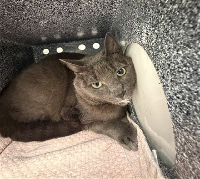 Scott - Domestic Short Hair