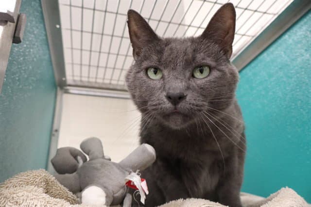 Scott - Domestic Short Hair
