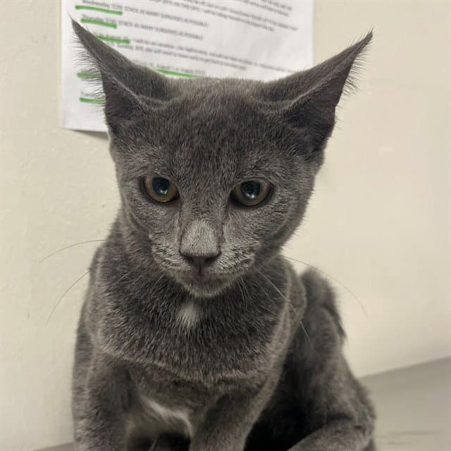 Jules - Domestic Short Hair