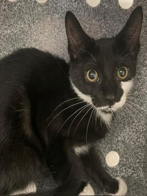 Unknown - Domestic Short Hair