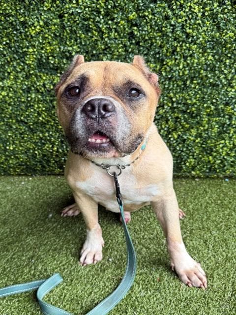 Jimothy - American Bulldog