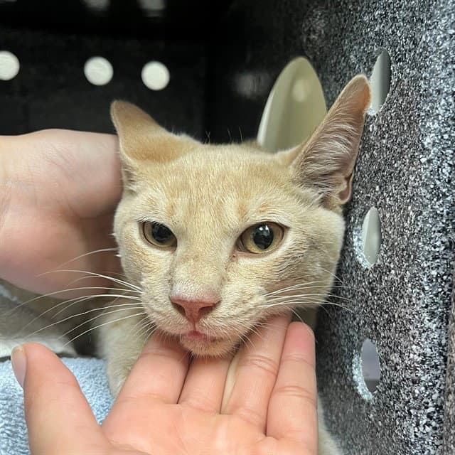Reggie - Domestic Short Hair