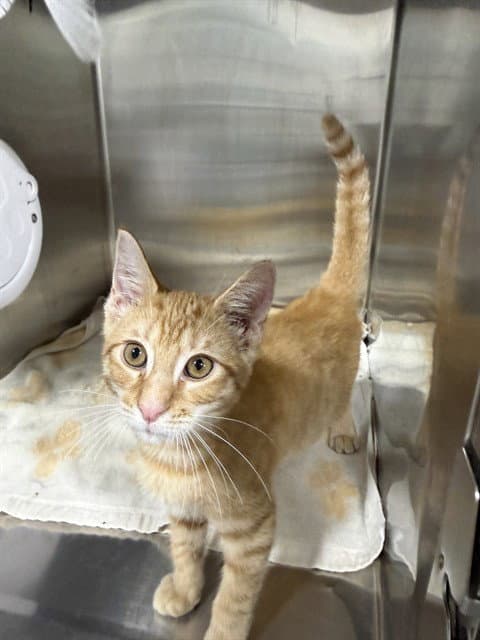 Fuzzy Navel - Domestic Short Hair