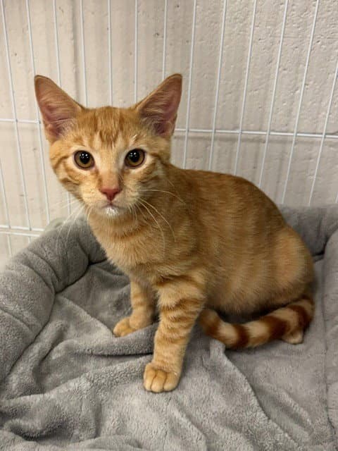 Hunter - Domestic Short Hair