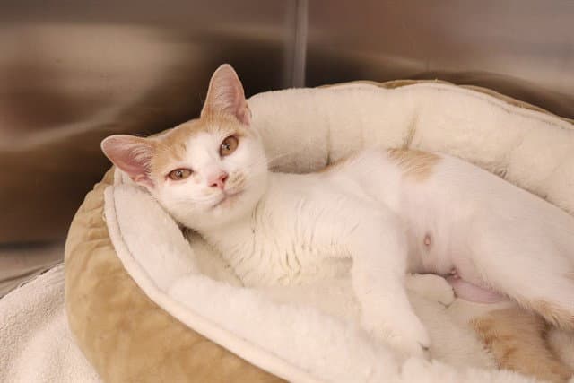 Phoebe - Domestic Short Hair