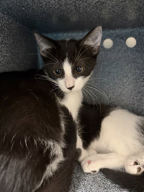 Unknown - Domestic Short Hair