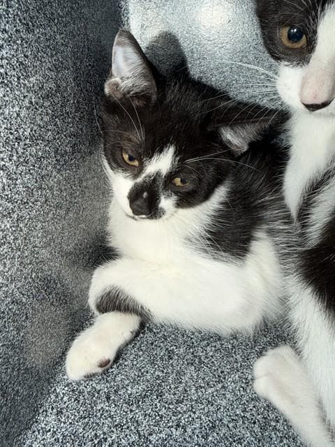 Unknown - Domestic Short Hair