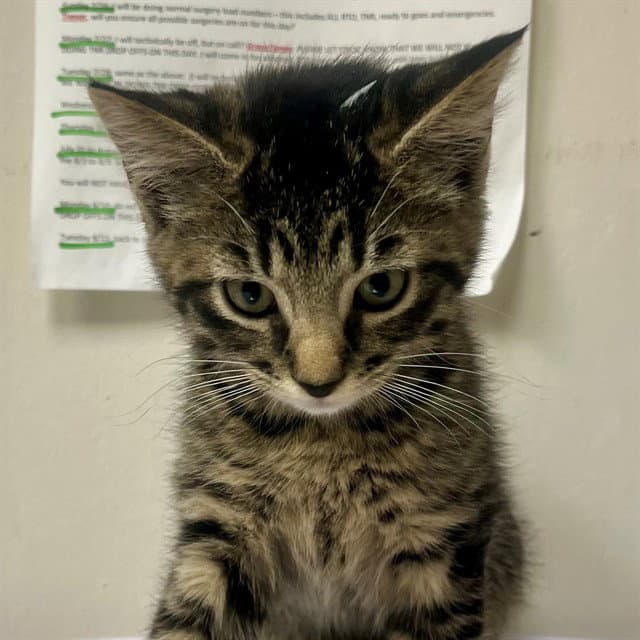 Theodor - Domestic Short Hair