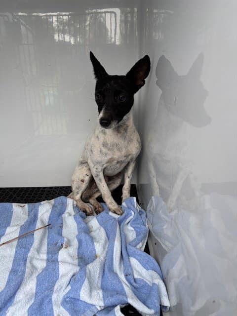 Unknown - Chihuahua