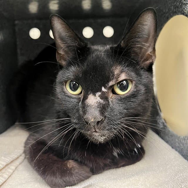 Unknown - Domestic Short Hair