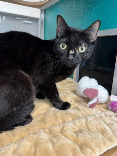 Unknown - Domestic Short Hair
