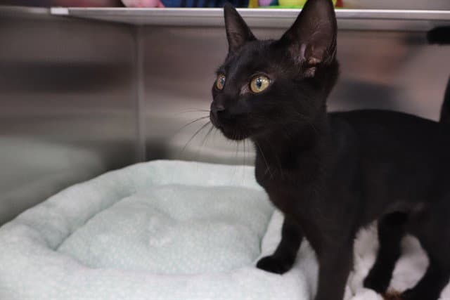 Unknown - Domestic Short Hair