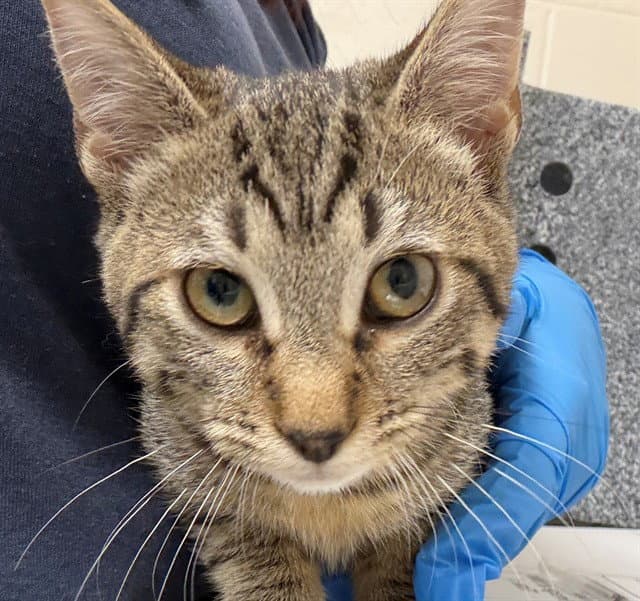 Unknown - Domestic Short Hair