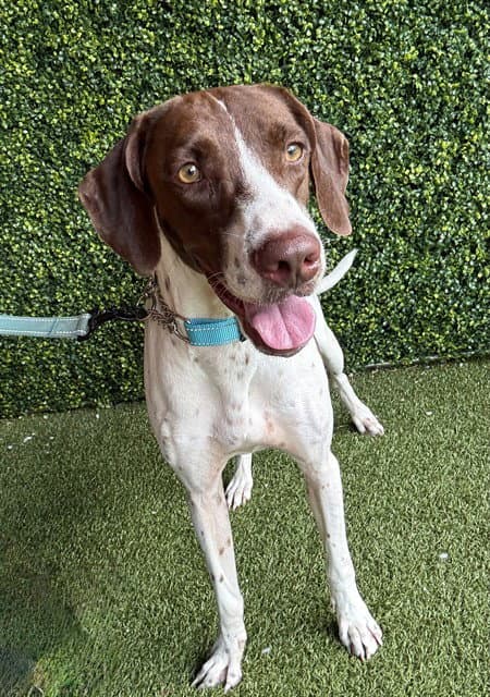 Clover - German Shorthaired Pointer