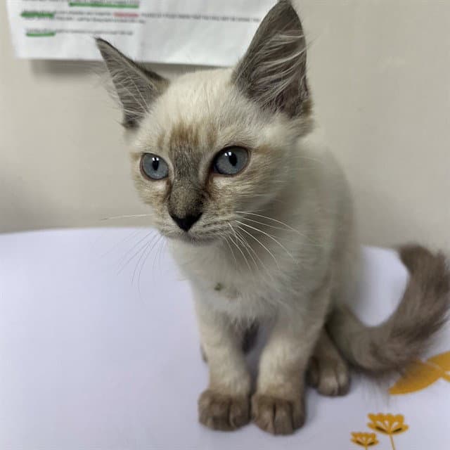 Unknown - Domestic Short Hair