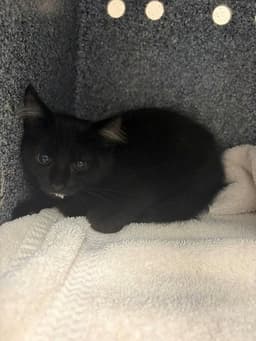 Nina image 1