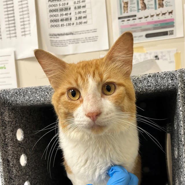 Ollie - Domestic Medium Hair