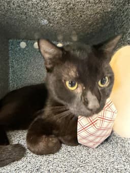 Sooty image 1