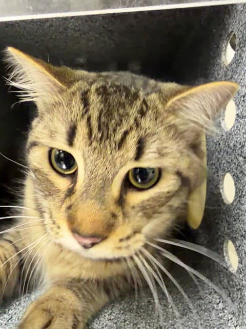 Hemmel - Domestic Short Hair