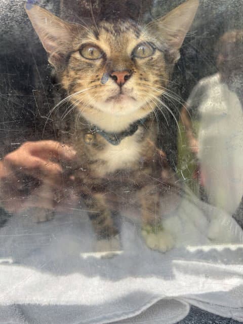 Unknown - Domestic Short Hair