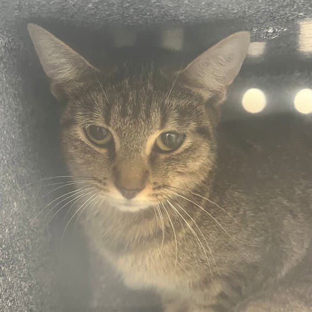 Aura - Domestic Short Hair
