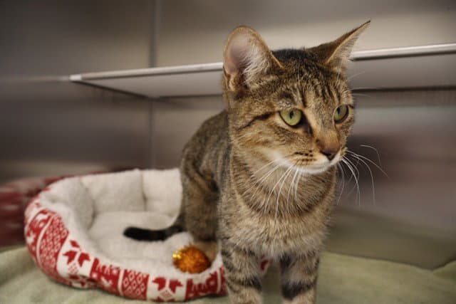 Aura - Domestic Short Hair