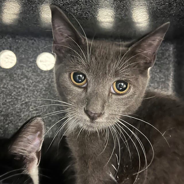 Unknown - Domestic Short Hair