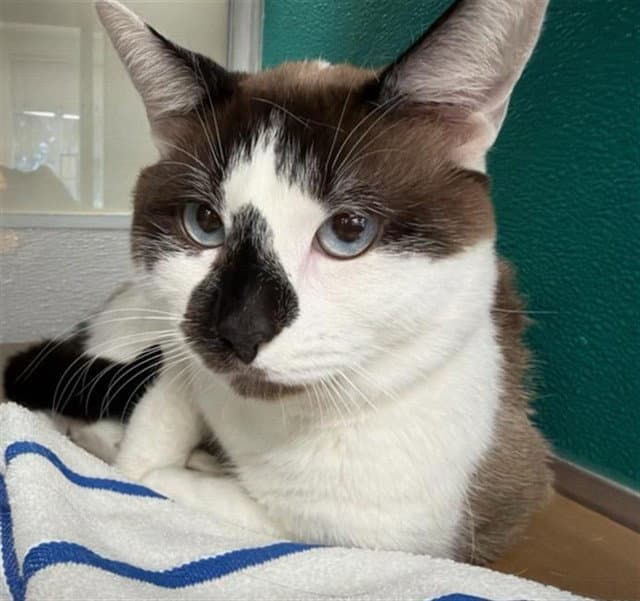 Marty - Domestic Short Hair