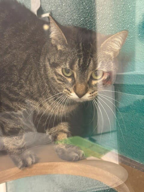 Melody - Domestic Short Hair