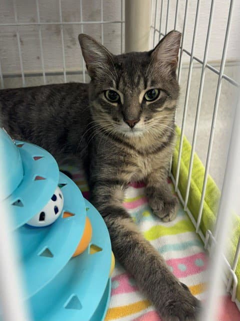 Spirit - Domestic Short Hair
