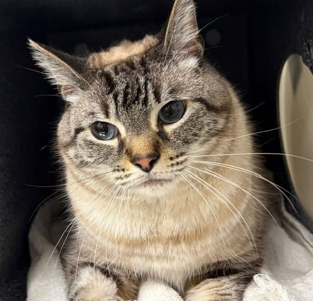 Nova - Domestic Short Hair