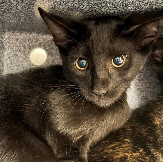 Curly - Domestic Short Hair