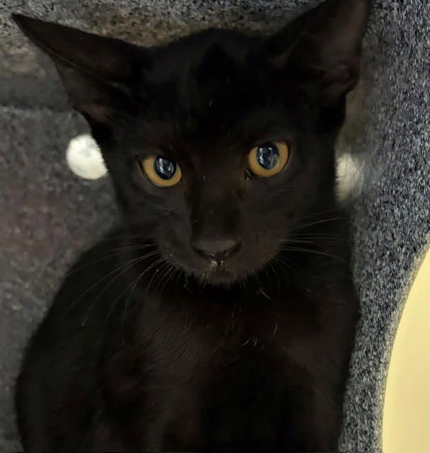 Larry - Domestic Short Hair