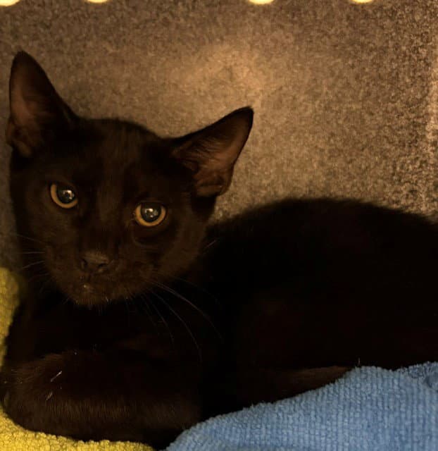 Mo - Domestic Short Hair