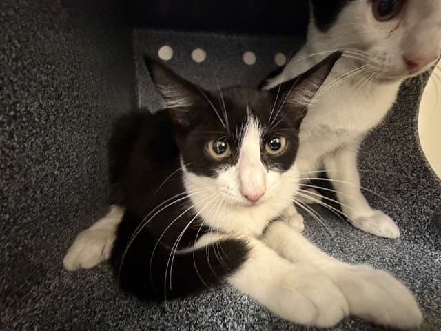 Unknown - Domestic Short Hair