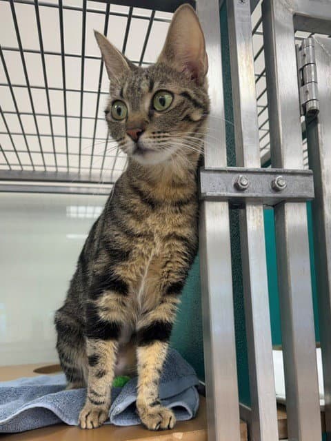 Alexis - Domestic Short Hair
