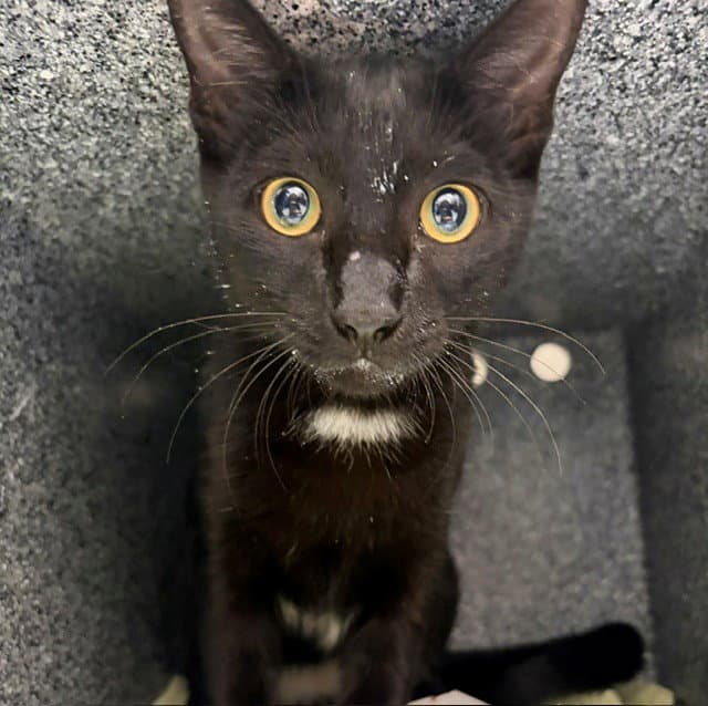 Simba - Domestic Short Hair