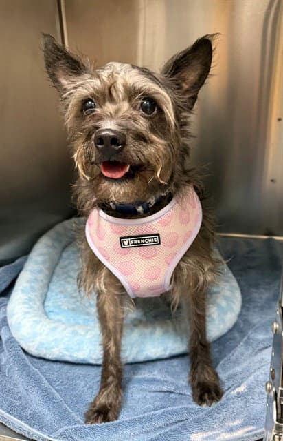 Sasha - Cairn Terrier