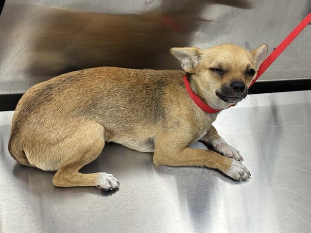 Sabina - Chihuahua