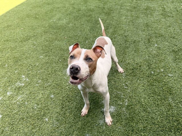 Duke - Pit Bull Terrier