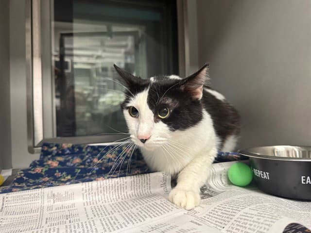 Tim Tom - Domestic Short Hair
