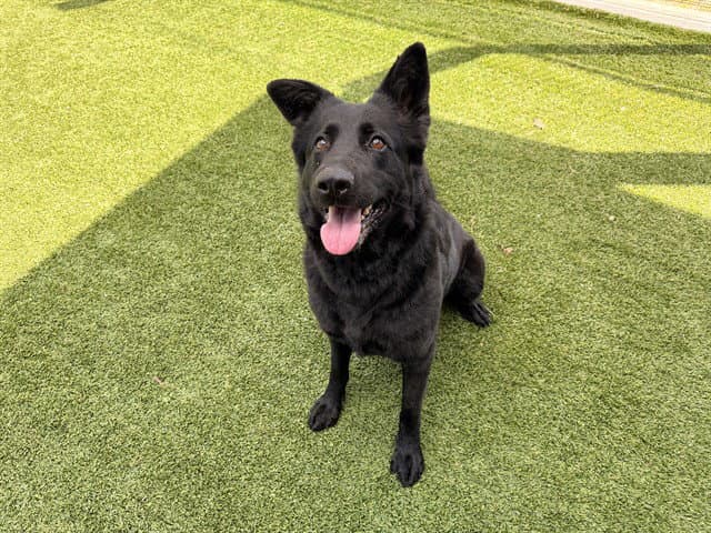 Shadow - German Shepherd Dog